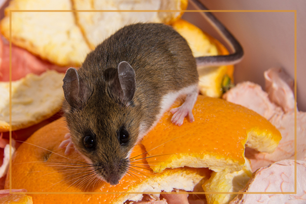 Mice Exterminator and Removal Company Whitchurch Stouffville