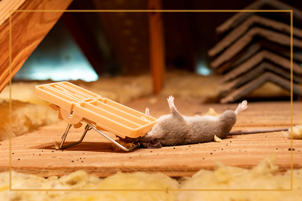 Rats Exterminator and Removal Company Whitchurch Stouffville