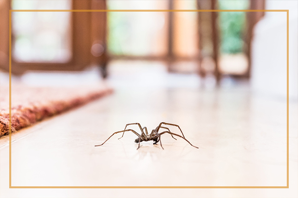 Spider Exterminator and Removal Company Whitchurch Stouffville