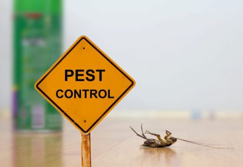 Professional Pest Control Vs DIY Pest Control
