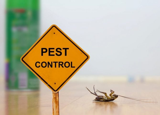 Professional Pest Control Vs DIY Pest Control