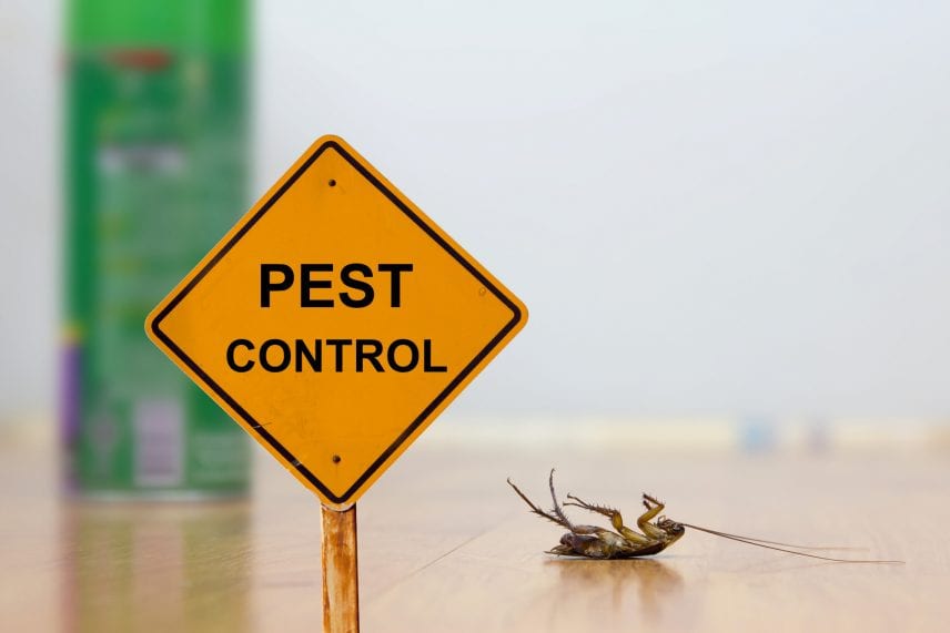 Professional Pest Control Vs DIY Pest Control